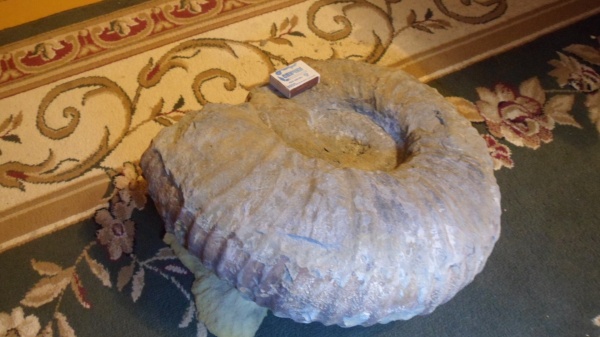 аммониты, Ammonites