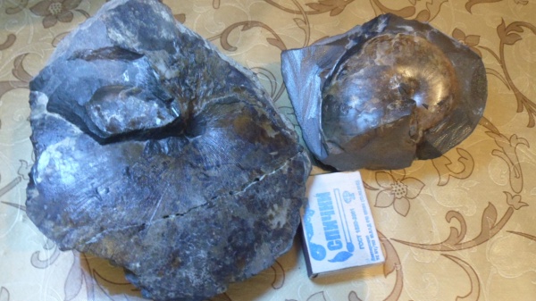 аммониты, Ammonites, Pseudophylloceras