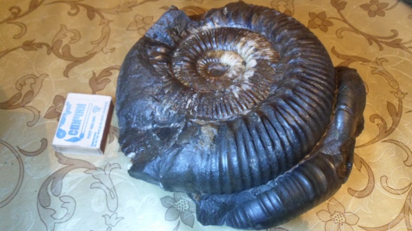 аммониты, Stephanoceras, Ammonites