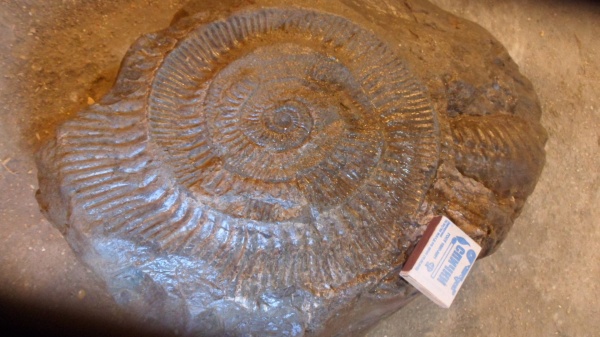 аммониты, Ammonites
