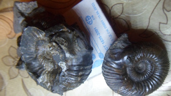 аммониты, ушки, Stephanoceras, устье, Ammonites, Microconchs, Stephanoceras mutabile, lappets