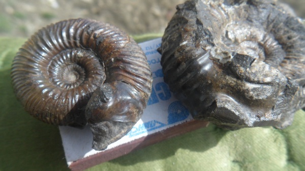 аммониты, ушки, Stephanoceras, устье, Normannites, Ammonites, Microconchs, Stephanoceras mutabile, Itinsaites, lappets