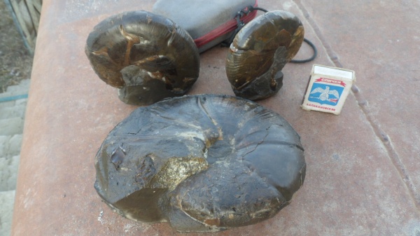 аммониты, Ammonites