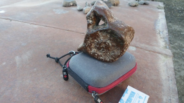 неоген, миоцен, Cetotherium, Cetotheriidae