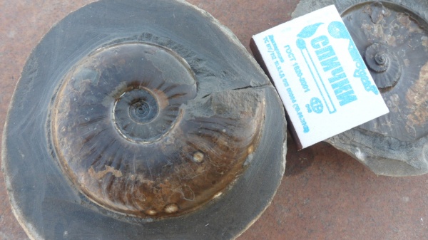 аммониты, Ammonites, Dorsetensia