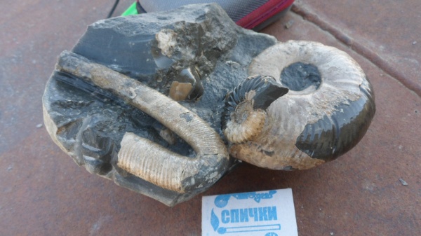 аммониты, Ammonites, Zuercherella, Acanthohoplites