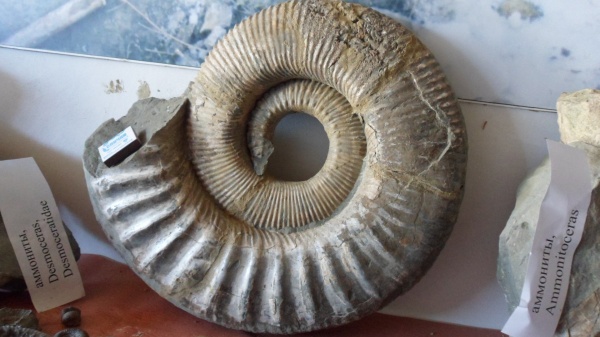 аммониты, Ammonitoceras, Ammonites