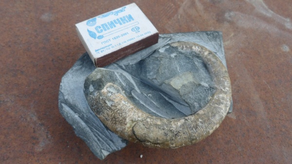 аммониты, Crioceratites, Ammonites