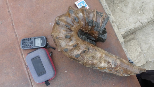 аммониты, Ammonites, Ancyloceratidae