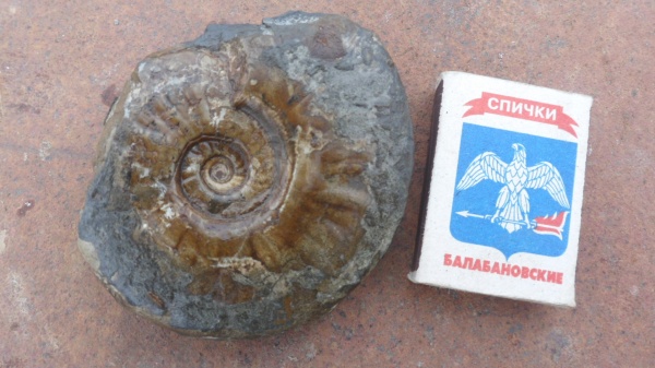 аммониты, Ammonites