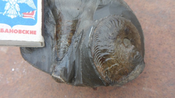 аммониты, Ammonites