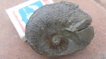 аммонит на определение № 4