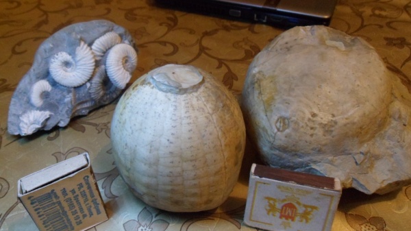 морские ежи