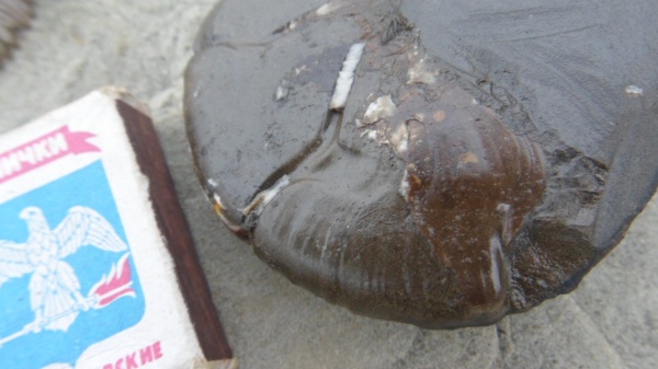 аммониты, Holcophylloceras, Ammonites