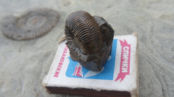 аммониты, прижизненные повреждения, Stephanoceras, Ammonites