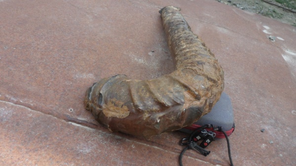 аммониты, прижизненные повреждения, Ammonites