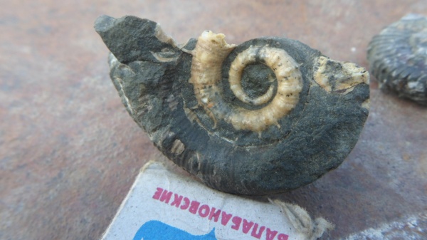 Lytoceras, Lytoceratina, Cicatrites