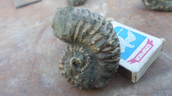 аммониты, Ammonites, Ancyloceratidae