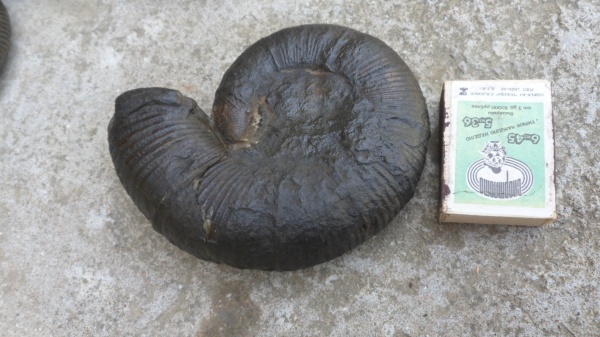 аммониты, Dinolytoceras, Ammonites, Lytoceratina, Lytoceratidae