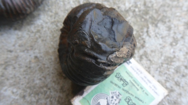 аммониты, ушки, устье, Ammonites, Microconchs, Cadomitinae, Polyplectites, lappets