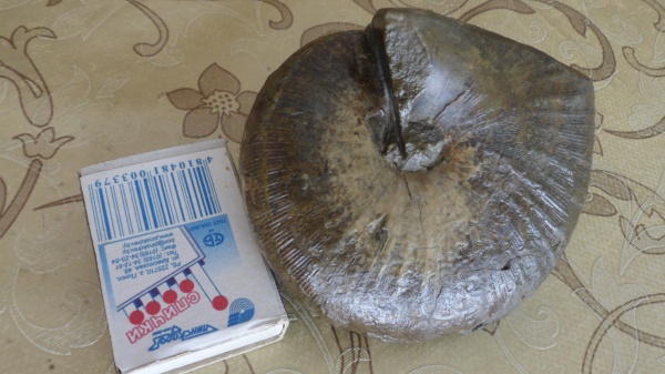 аммониты, Ammonites, Pseudophylloceras