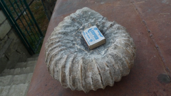 аммониты, Ammonites, Douvilleiceratidae, Procheloniceras, Cheloniceras, Cheloniceras albrechti-austriae, procheloniceras albrechti-austriae