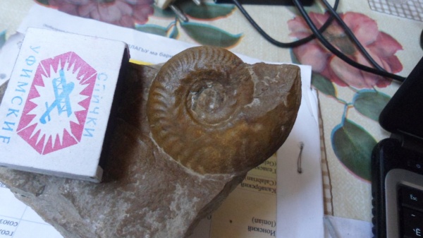 аммониты, Sublunuloceras, Ammonites