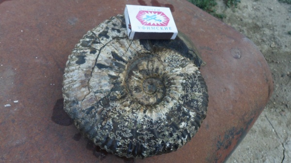 аммониты, Ammonites, Acanthohoplites, лопастные линии