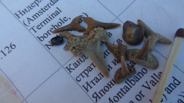 зубы акул, зубы рыб, fish teeth, shark teeth