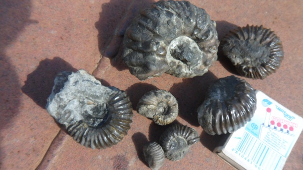 аммониты, Ammonites