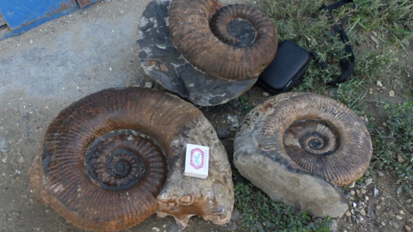 аммониты, Ammonitoceras, Ammonites