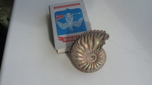 аммониты, моллюски, Cardioceras, Ammonites