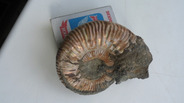 аммониты, юра, Михайлов, Binatisphinctes, келловей, Ammonites, Callovian, Jurassic, Middle Jurassic