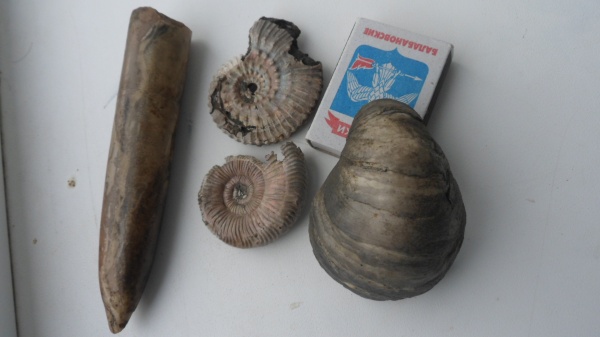 аммониты, белемниты, двустворчатые моллюски, Ammonites, belemnites