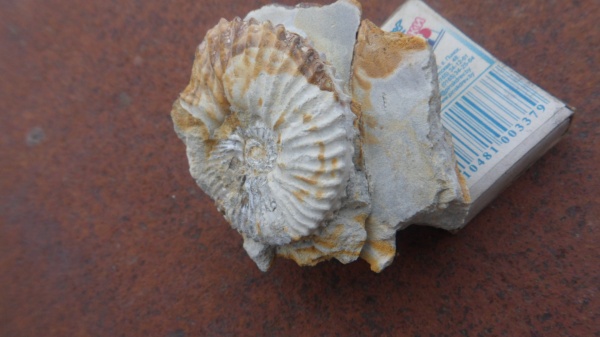 аммониты, кимеридж, Aulacostephanus, Ammonites, Липицы, Kimmeridgian, Upper Jurassic