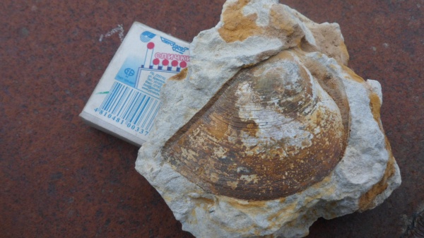 аммониты, кимеридж, аптихи, Ammonites, Laevaptychus, Липицы, Aspidoceras, Aptychi, Kimmeridgian, Upper Jurassic