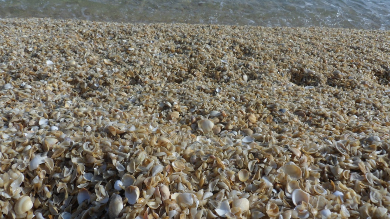 Берег находки. Ракушечный пляж в Дербенте. Двустворчатые моллюски Каспийского моря. Берег Каспийского моря с ракушками. Керчь ракушечный пляж.