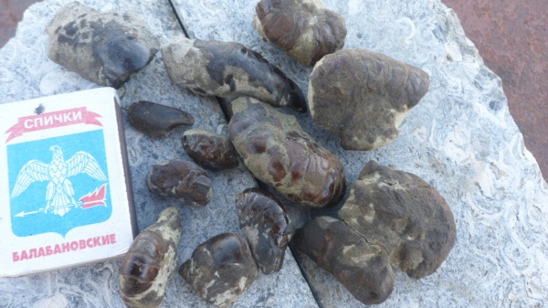 ракообразные, раки, альб, Hoploparia