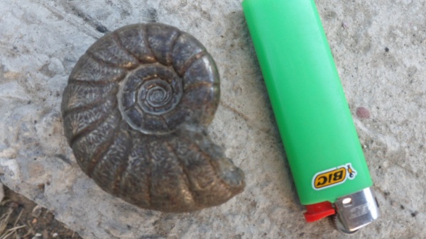 аммониты, Ammonites