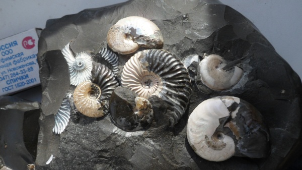аммониты, Deshayesites, Aconeceras, Ammonites, Aptian