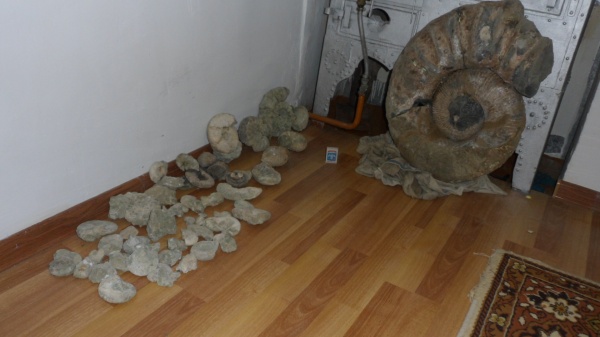 аммониты, Ammonites