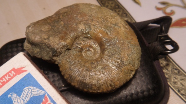 аммониты, Kosmoceras, Ammonites