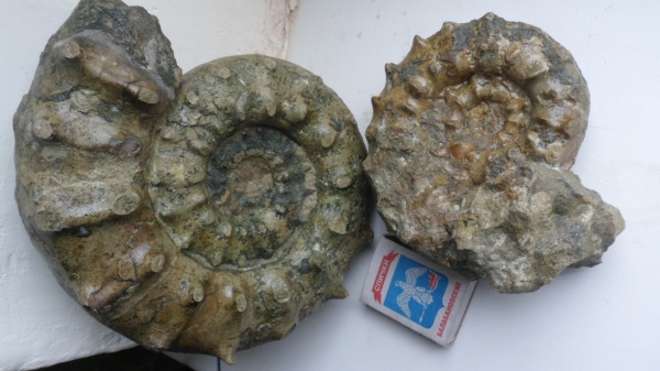 аммониты, Peltoceras, Ammonites