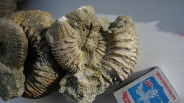 аммониты, Ammonites