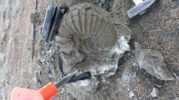 аммониты, Ammonites, Pseudocrioceras, Ancyloceratidae