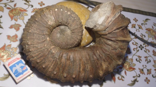 аммониты, Ammonites, Pseudocrioceras, Ancyloceratidae