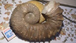 Pseudocrioceras Ancyloceratidae