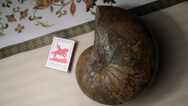 наутилусы, Nautilida