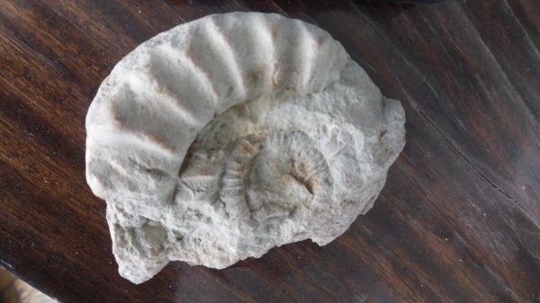 аммониты, Ammonites