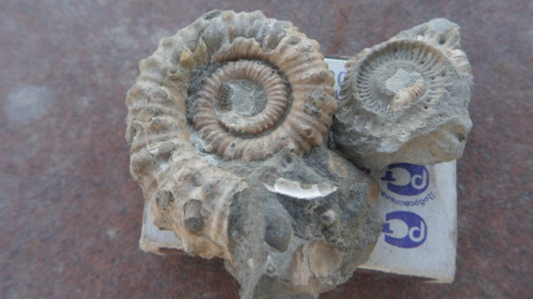 аммониты, Ammonitoceras, Ammonites